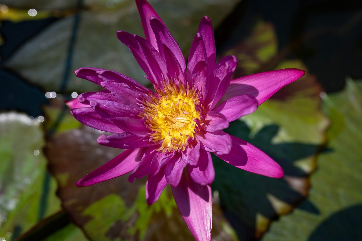 Virginia McLane Tropical Waterlily