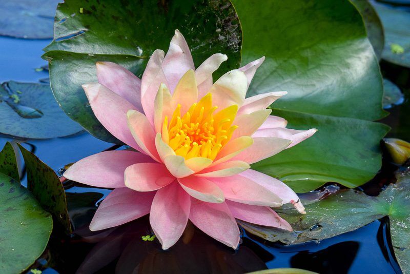 Pink Grapefruit Hardy Waterlily