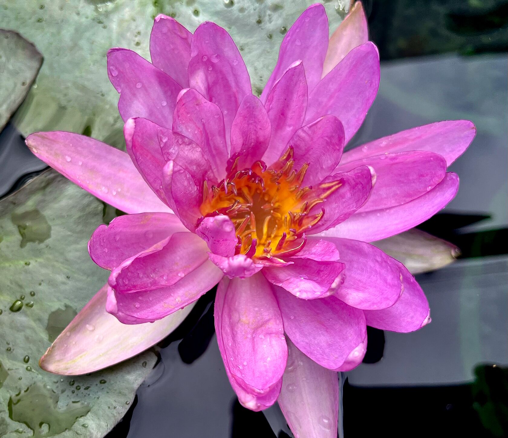 Queen Sikirit Hardy Waterlily (Purple Hybrid)