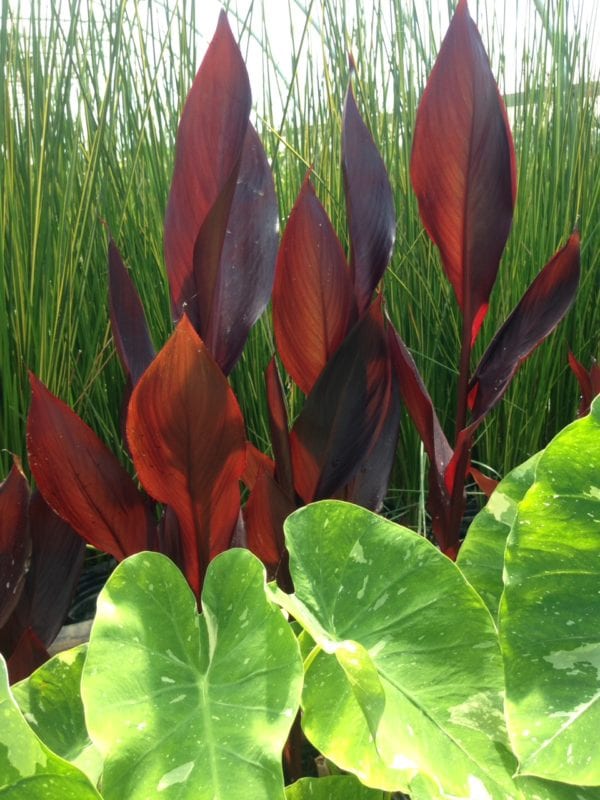 Red-leaf Canna