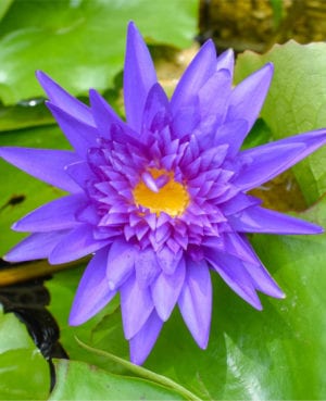 Nymphaea 'King of Siam'