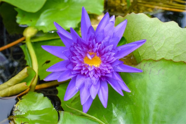 Nymphaea 'King of Siam'