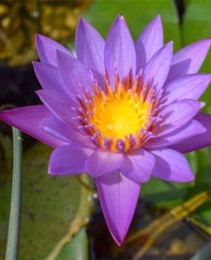 Nymphaea 'Panama Pacific'