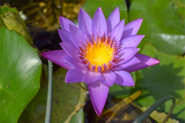 Nymphaea 'Panama Pacific'