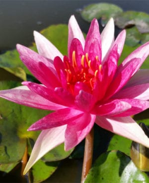 Nymphaea 'Red Spider'