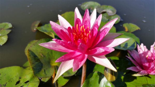 Nymphaea 'Red Spider'