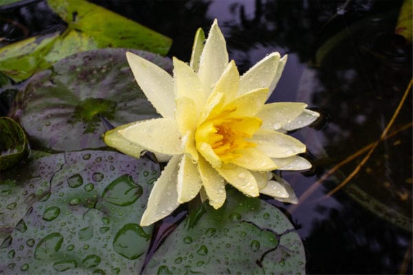 Nymphaea 'Joey Tomocik'