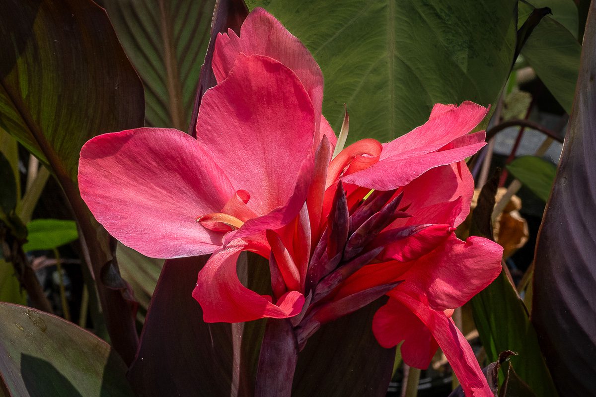 Canna Short Pink Magic - 3 rhizomes - Longfield Gardens