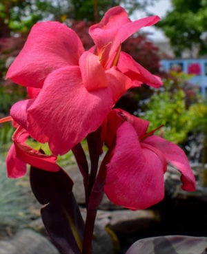 Hot Pink Flirtini Canna