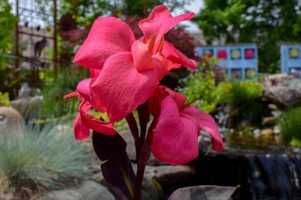 Hot Pink Flirtini Canna