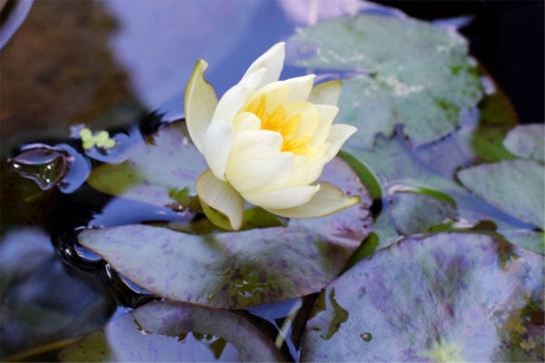 Helvola Waterlily