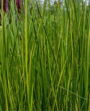 Variegated Striped Rush