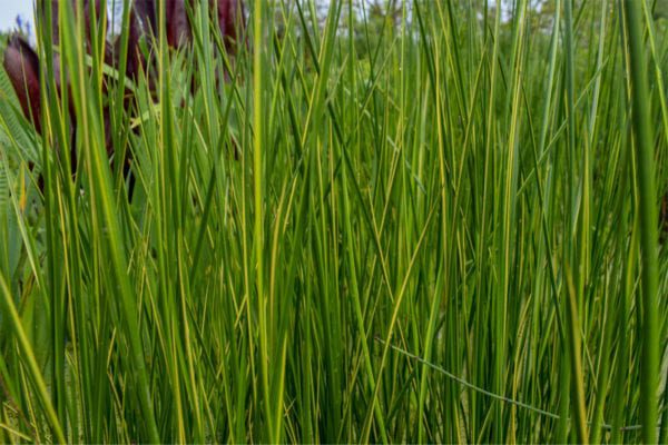 Variegated Striped Rush