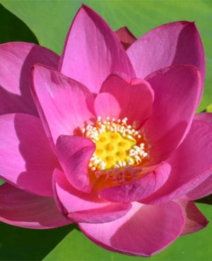 Nelumbo Pekinensis Rubra