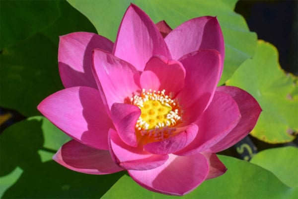 Nelumbo Pekinensis Rubra