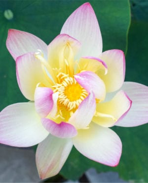 Nelumbo Green Maiden