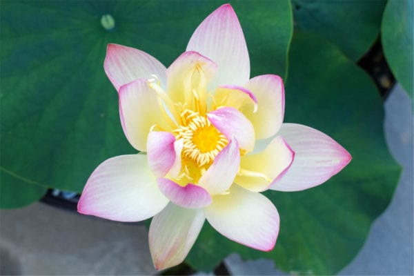 Nelumbo Green Maiden