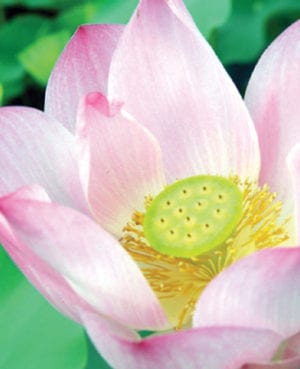 Nelumbo 'Maggie Belle Slocum'