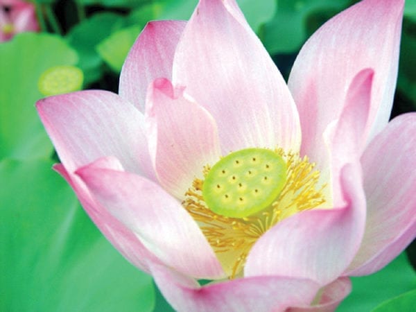 Nelumbo 'Maggie Belle Slocum'