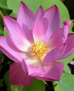 Rosy Clouds Lotus