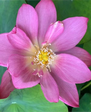 Nelumbo Sunny Sky