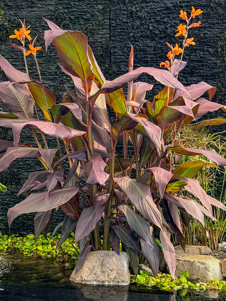 Intrigue Canna - Image 2