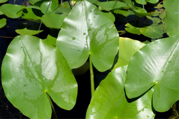 Spatterdock