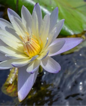 Green Smoke Tropical Waterlily