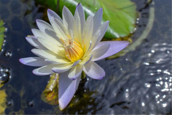 Green Smoke Tropical Waterlily