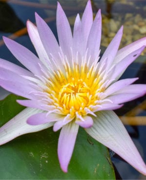 Madame Ganna Walska Tropical Waterlily