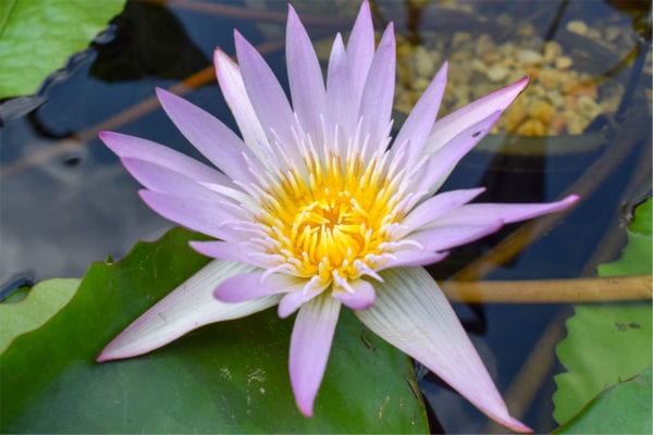 Madame Ganna Walska Tropical Waterlily