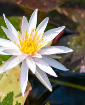 Arc-En-Ciel Hardy Waterlily