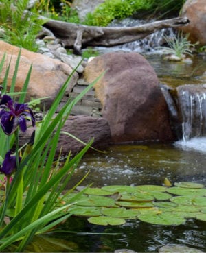 Black Gamecock Iris