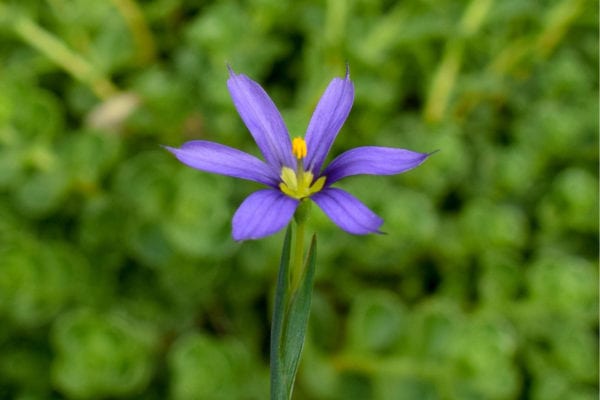 Blue Eyed Grass