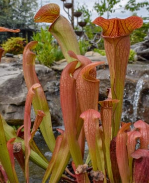 Bug Bat Pitcher Plant