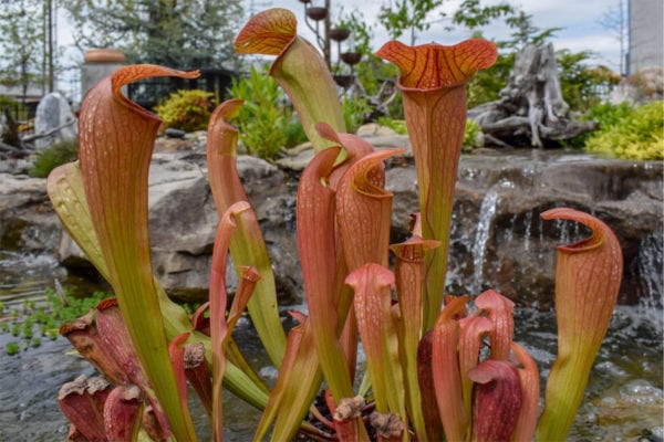 Bug Bat Pitcher Plant