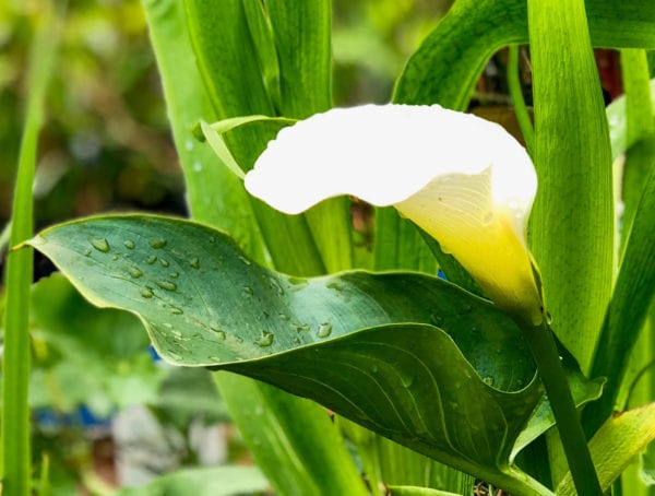 Calla Lily Aquatic