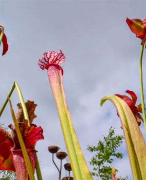 Dana's Delight Pitcher Plant