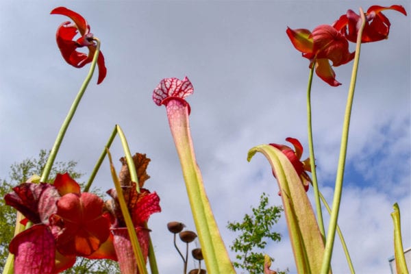 Dana's Delight Pitcher Plant