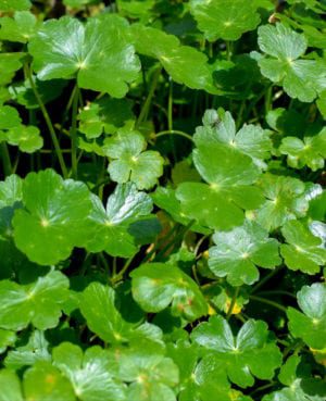 Pennywort