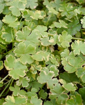 Variegated Pennywort