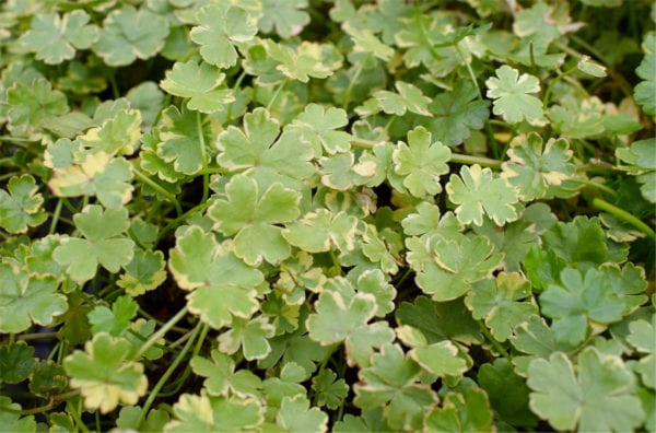 Variegated Pennywort