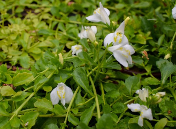 White Creeping Mazus