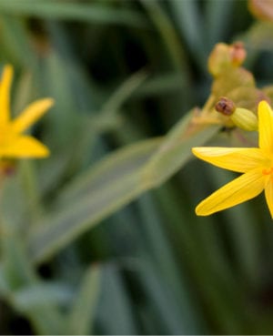 Yellow Eyed Grass