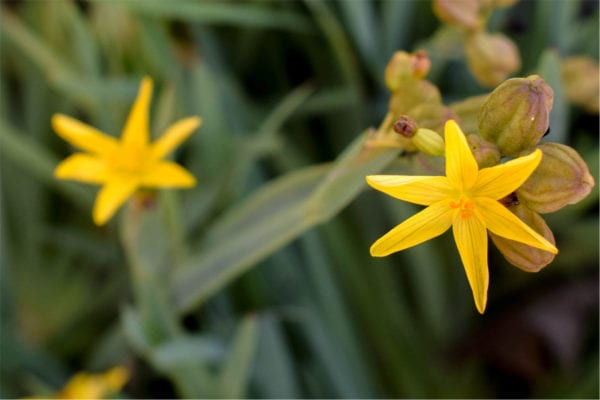 Yellow Eyed Grass