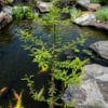 Bald Cypress Taxodium distichum
