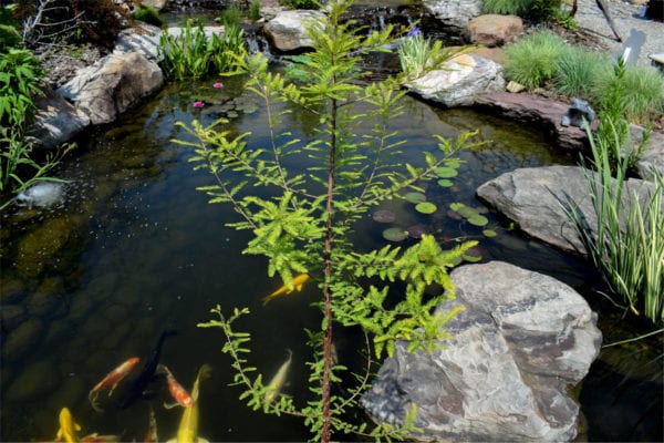 Bald Cypress Taxodium distichum