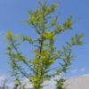 Bald Cypress Taxodium distichum