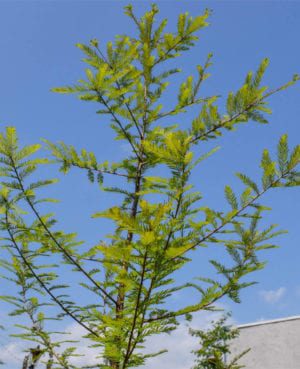 Bald Cypress Taxodium distichum