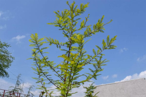 Bald Cypress Taxodium distichum